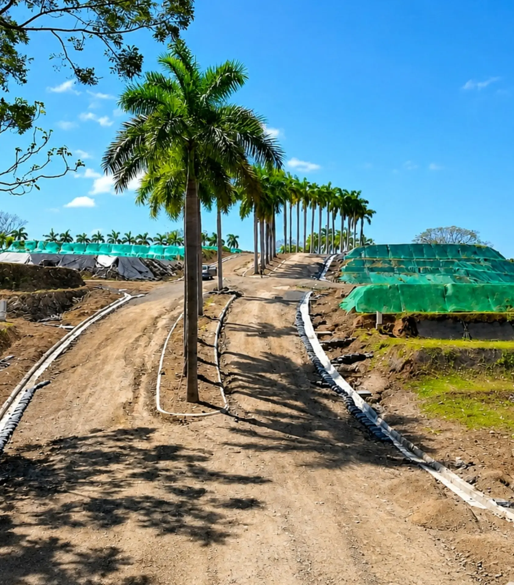 Palm-lined access road under construction with terraced building pads and buried conduit